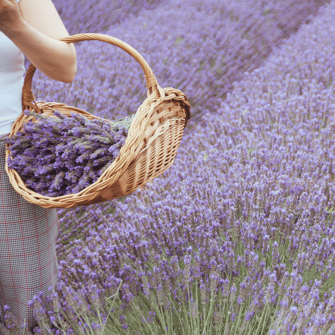 Lavendel für die Geburt